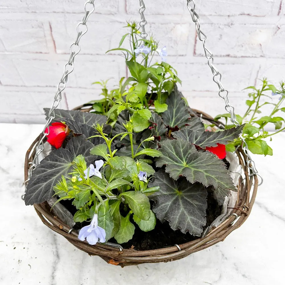 Summer Begonia Hanging Basket Mixed Pre-planted 30cm Wicker