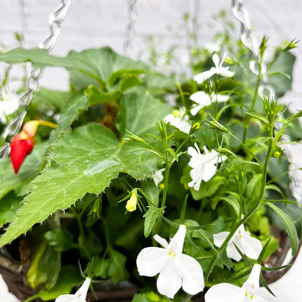 Summer Begonia Hanging Basket Mixed Pre-planted 30cm Wicker