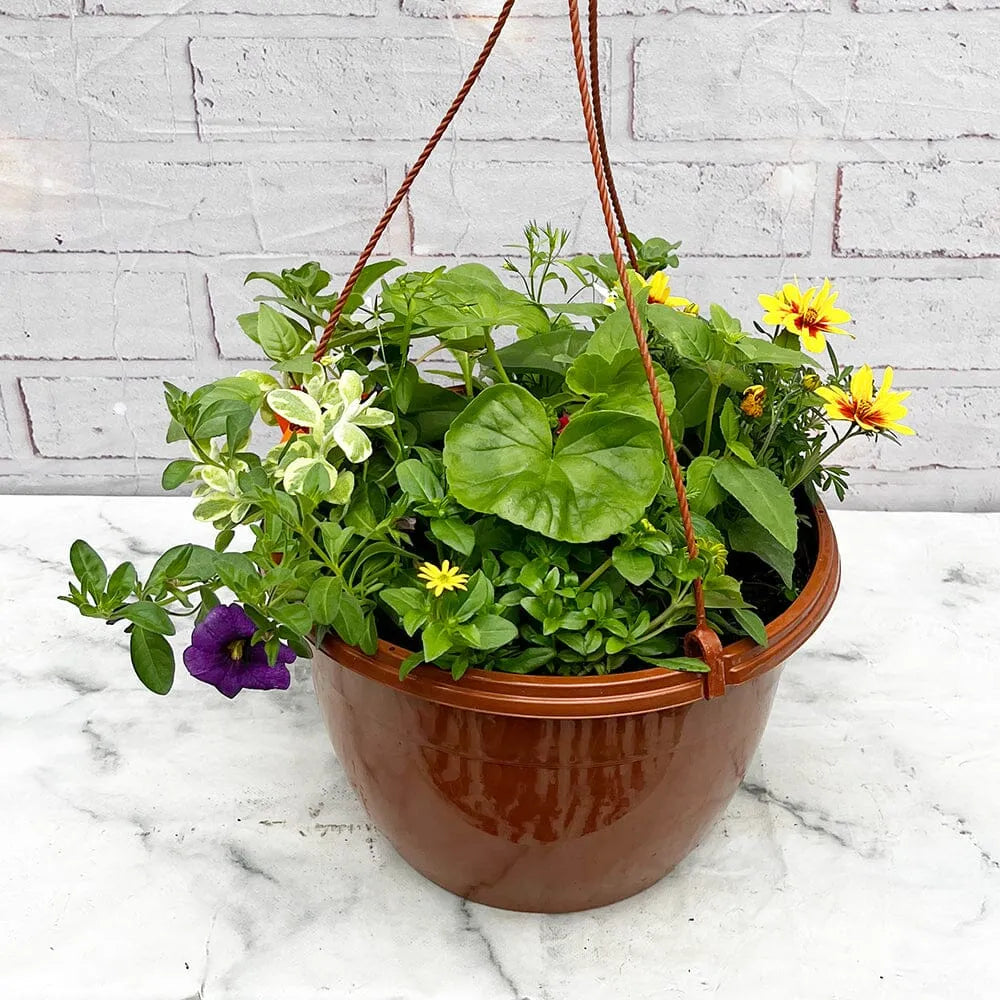Summer Hanging Basket Mixed Pre-planted 30cm Terracotta