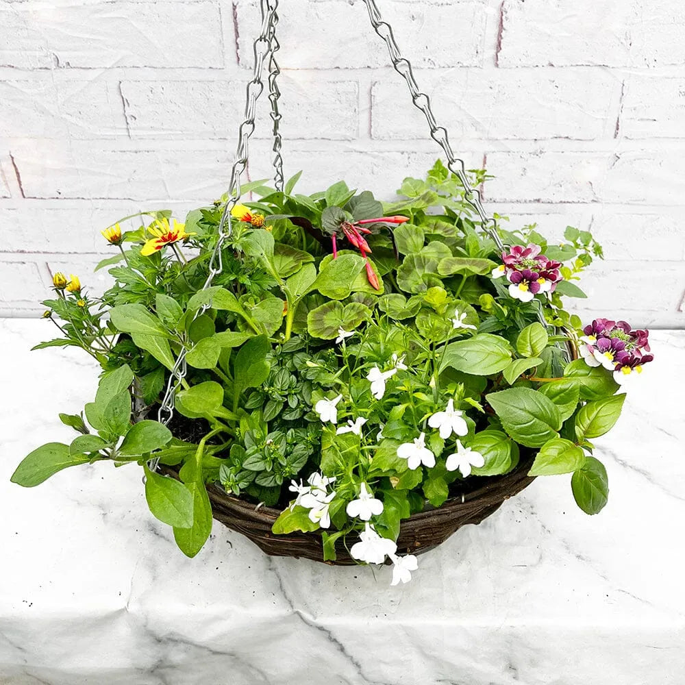 Summer Hanging Basket Mixed Pre-planted 30cm Wicker