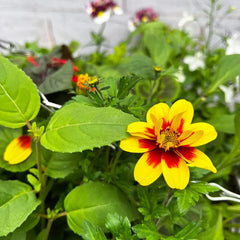 Summer Hanging Basket Mixed Pre-planted 30cm Wicker