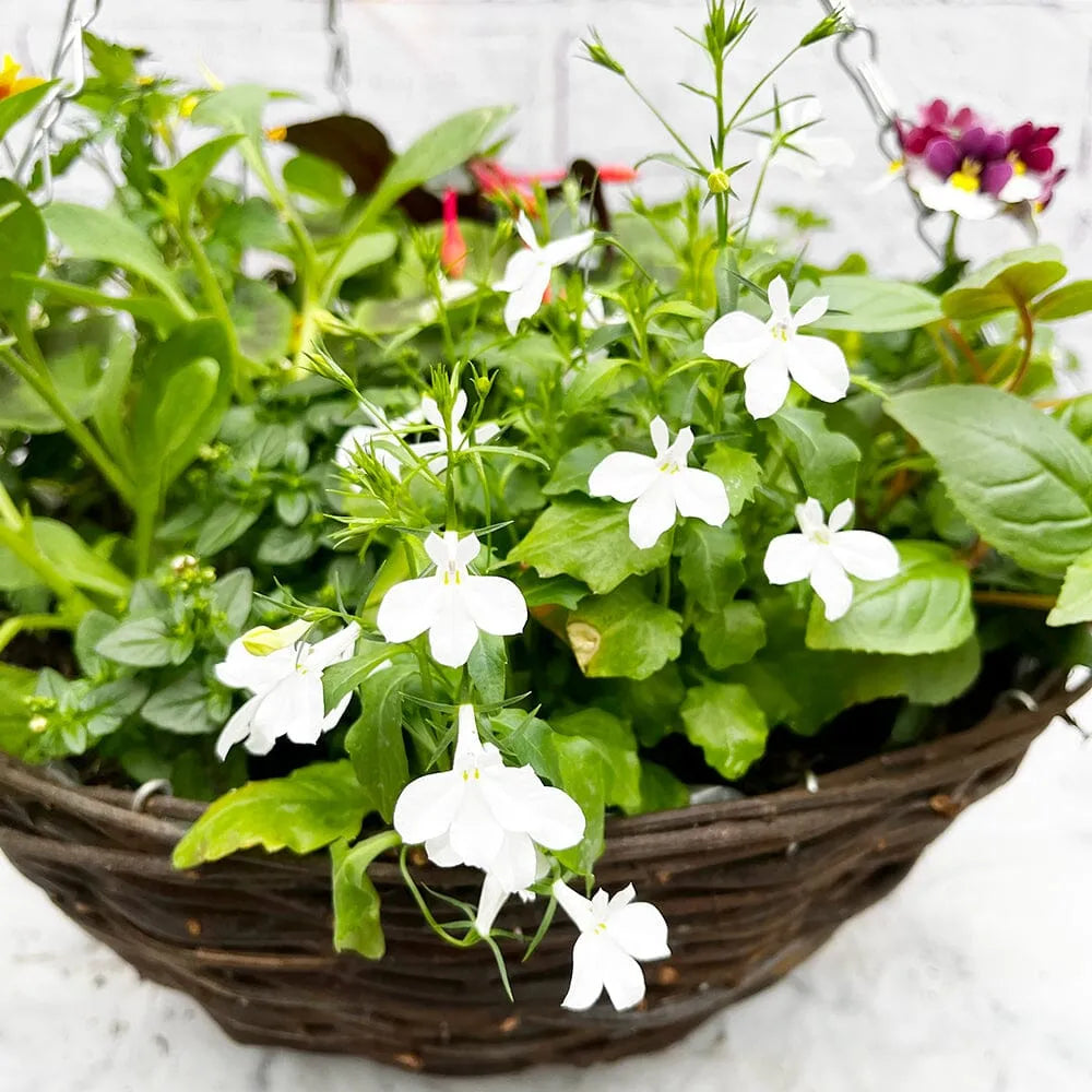 Summer Hanging Basket Mixed Pre-planted 30cm Wicker