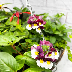 Summer Hanging Basket Mixed Pre-planted 30cm Wicker