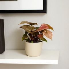 Syngonium Maria Arrowhead House Plant 6cm Pot