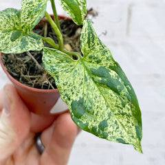 Syngonium Mottled Arrowhead House Plant 6cm Pot