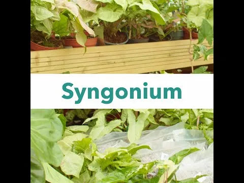 Syngonium & Epipremnum Potting Mix 2.5ltr