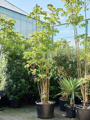 Toona sinensis 'Flamingo' 70cm Pot 320cm Height Outdoor Tree