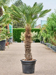 Trachycarpus Wagnerianus 45cm Pot 200cm Height Outdoor Tree