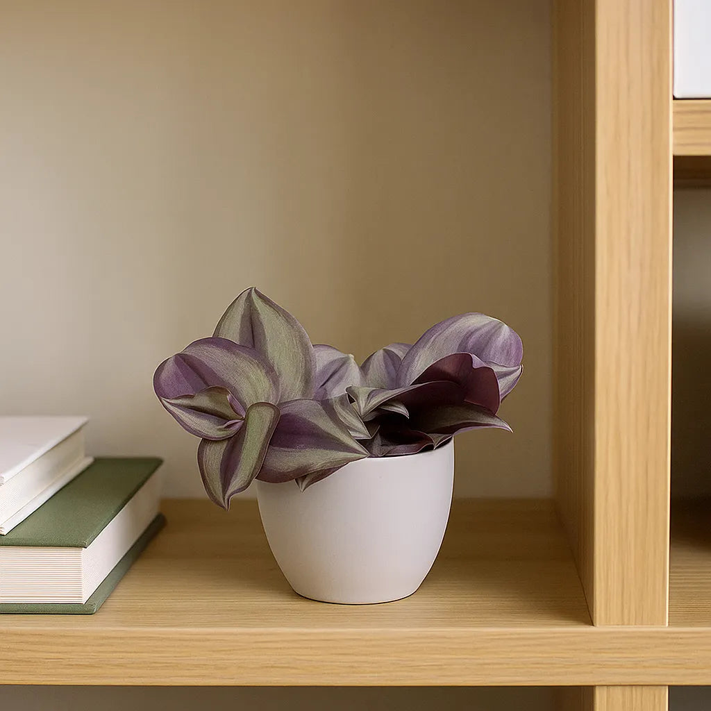 Tradescantia Zebrina House Plant 6cm Pot