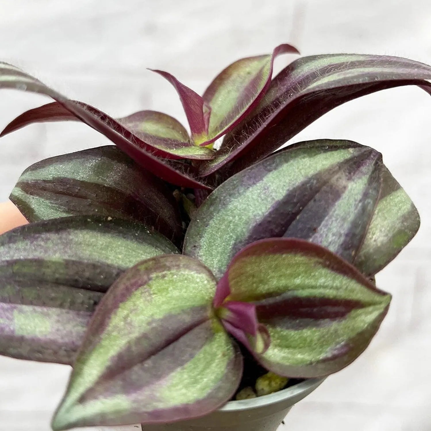 Tradescantia Zebrina House Plant 6cm Pot