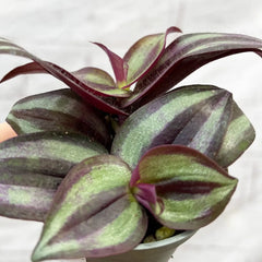 Tradescantia Zebrina House Plant 6cm Pot