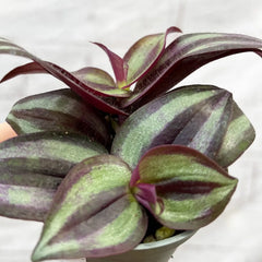 Tradescantia Zebrina House Plant 6cm Pot