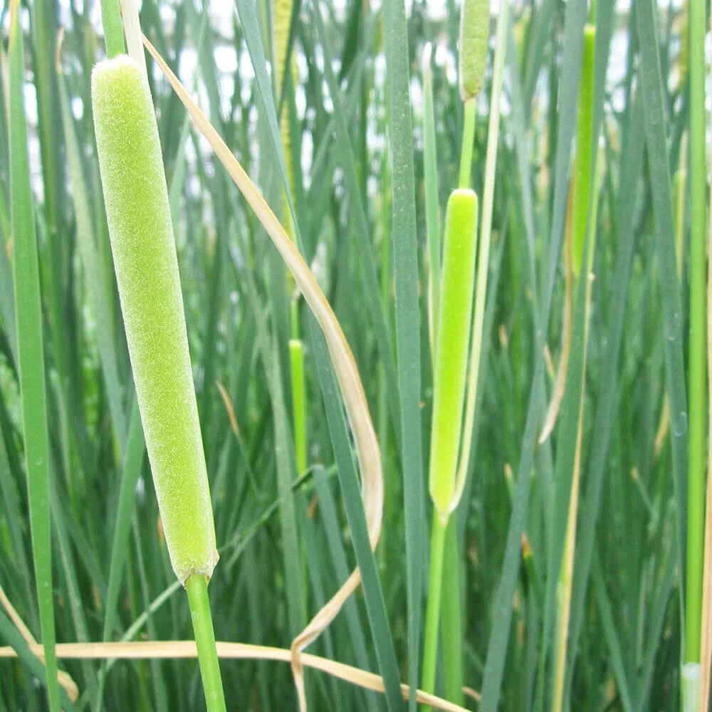 Typha Gracilis Aquatic Pond Plant - Slender Cattail