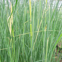 Typha Gracilis Aquatic Pond Plant - Slender Cattail