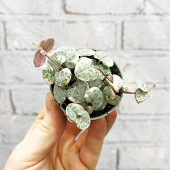Variegated Ceropegia Woodii String of Hearts House Plant 6cm Pot