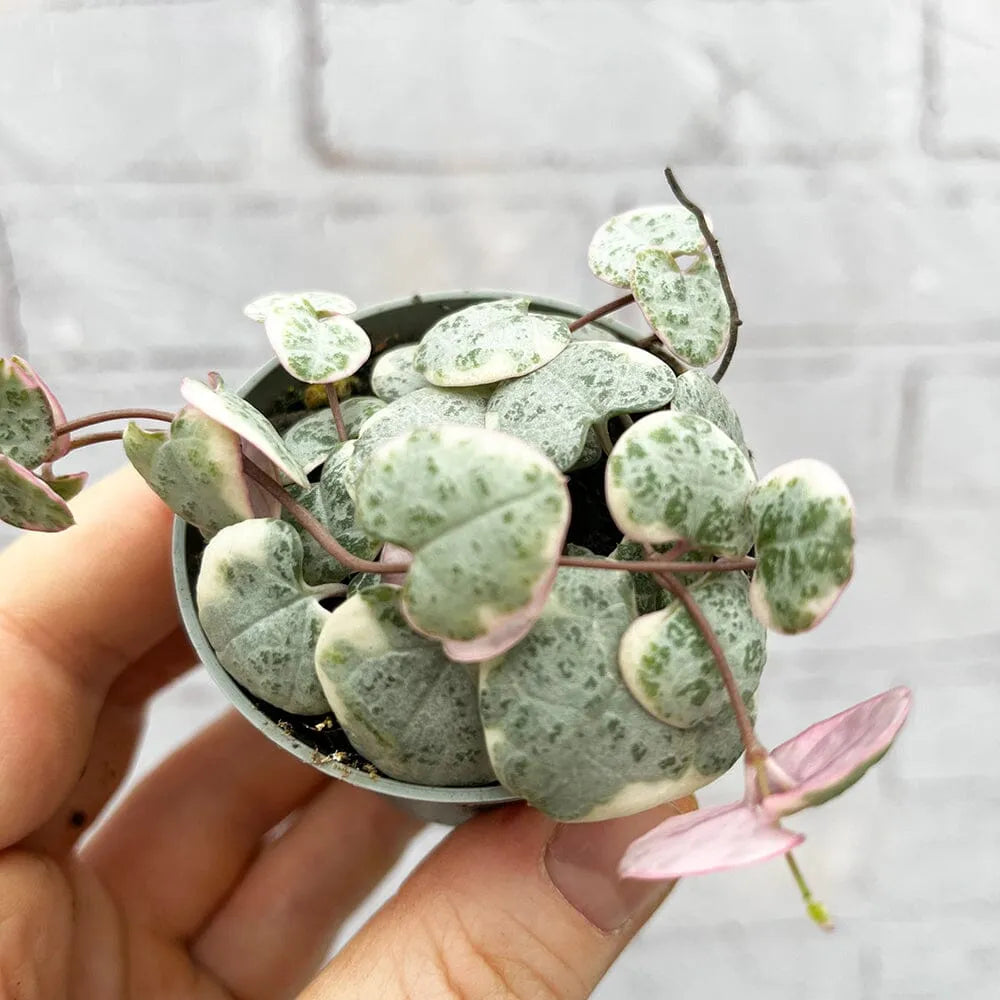 Variegated Ceropegia Woodii String of Hearts House Plant 6cm Pot