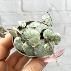 Variegated Ceropegia Woodii String of Hearts House Plant 6cm Pot