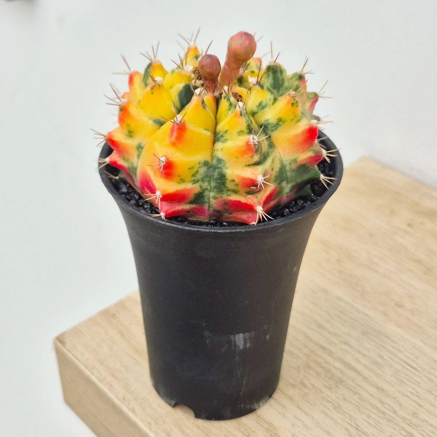 Variegated Gymnocalycium Mixed Cactus House Plant in 10cm Pot