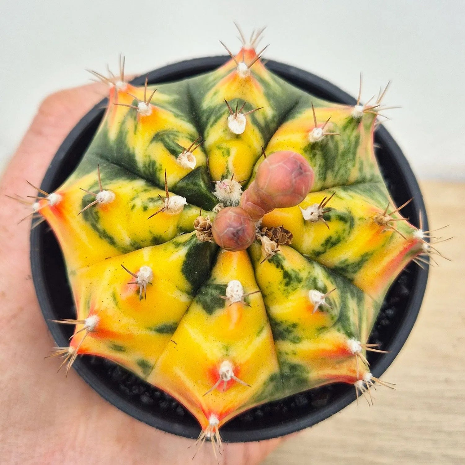 Variegated Gymnocalycium Mixed Cactus House Plant in 10cm Pot