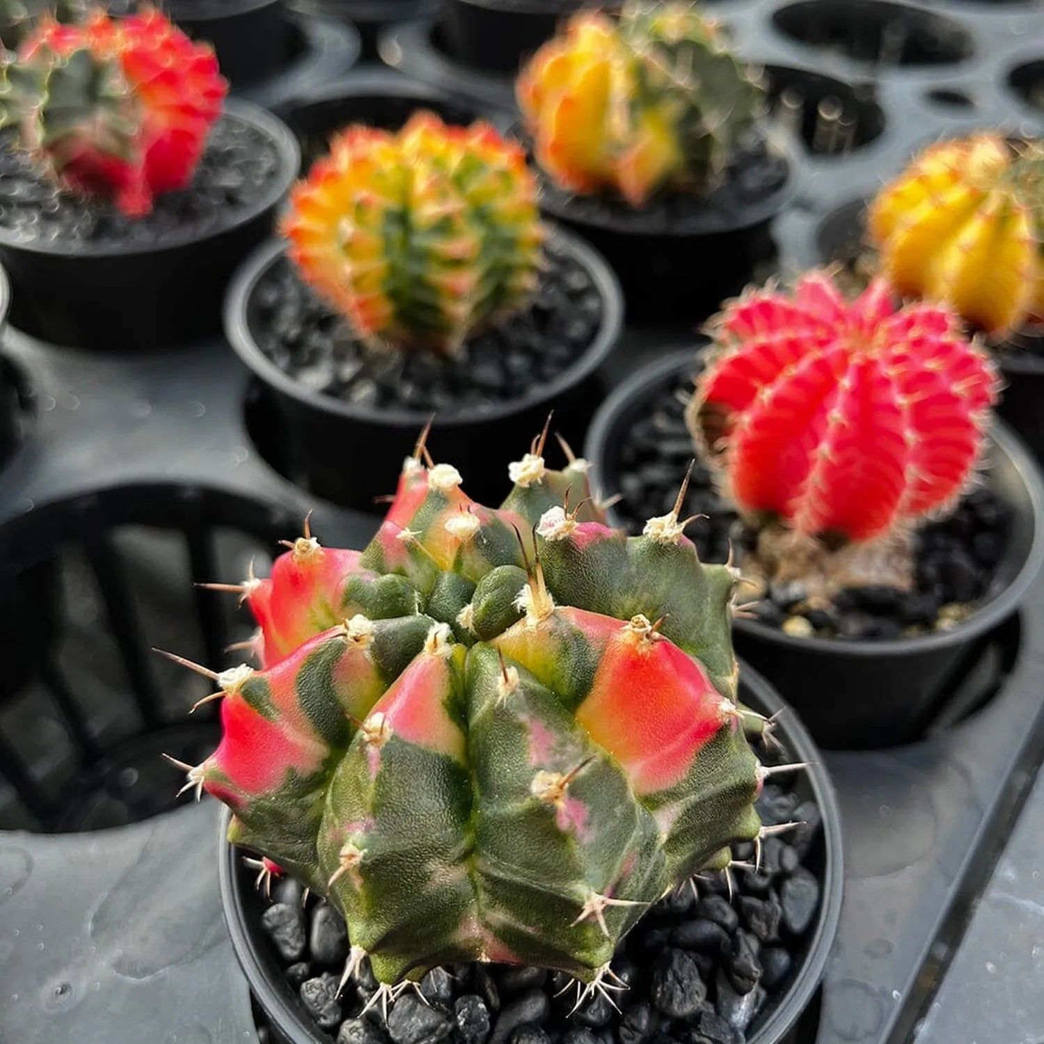 Variegated Gymnocalycium Mixed Cactus House Plant in 10cm Pot