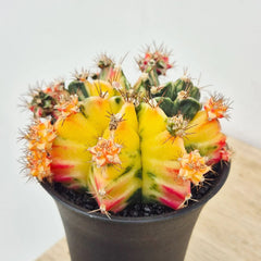 Variegated Gymnocalycium Mixed Cactus House Plant in 10cm Pot
