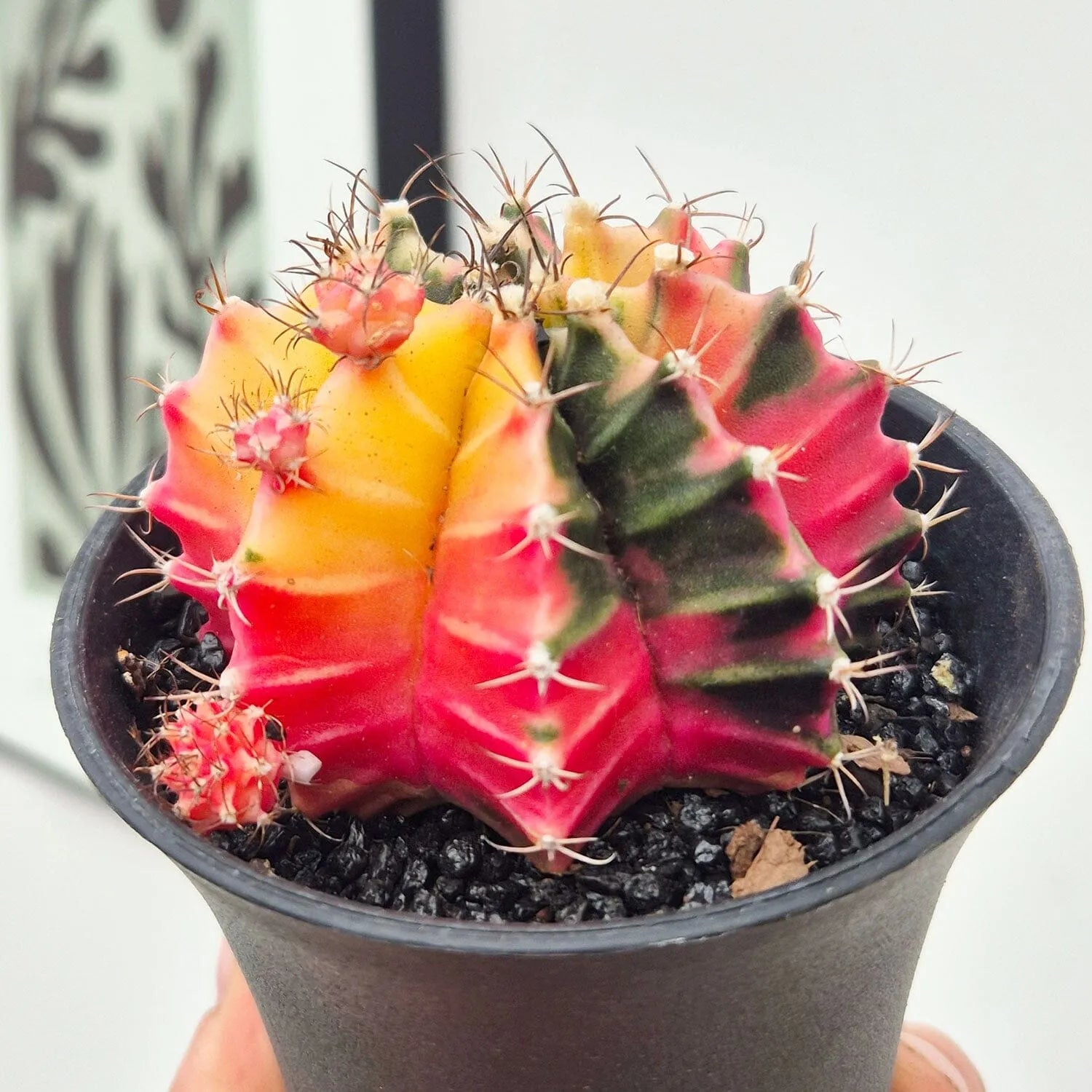 Variegated Gymnocalycium Mixed Cactus House Plant in 10cm Pot