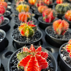Variegated Gymnocalycium Mixed Cactus House Plant in 10cm Pot