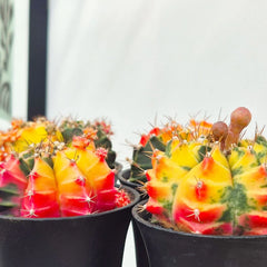 Variegated Gymnocalycium Mixed Cactus House Plant in 10cm Pot