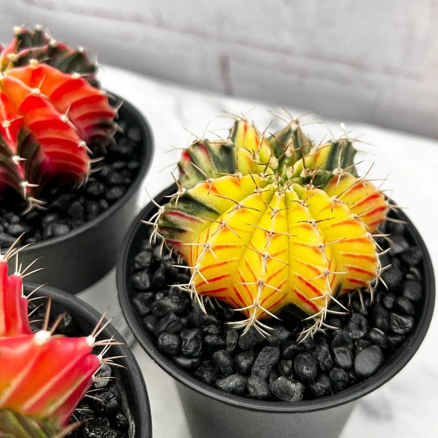 Variegated Gymnocalycium Mixed Cactus House Plant in 10cm Pot