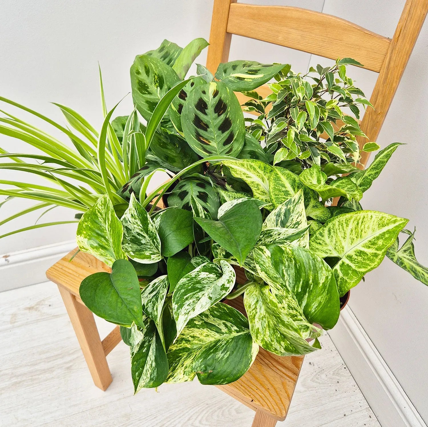 Variegated Houseplant Collection (5 Plants)