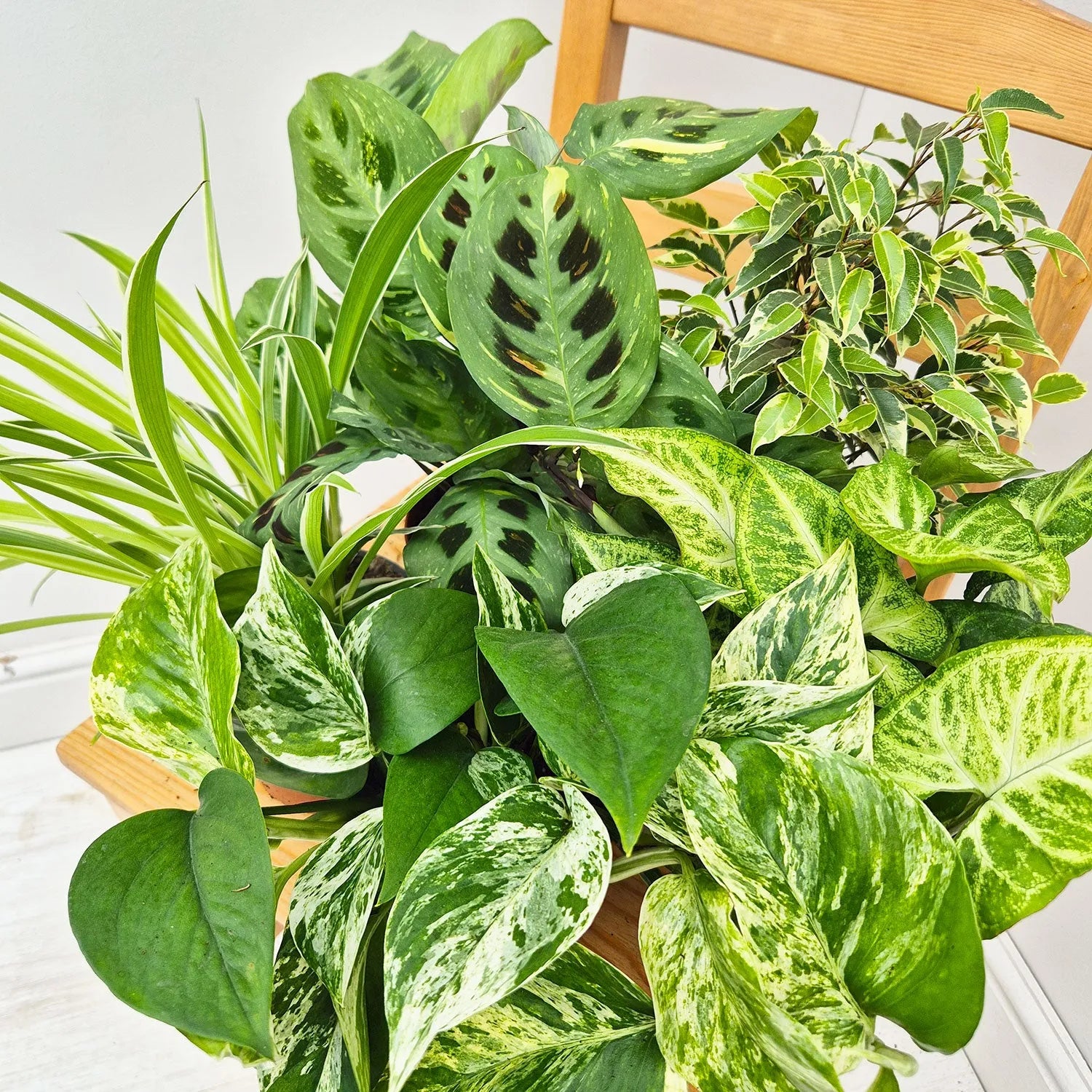 Variegated Houseplant Collection (5 Plants)