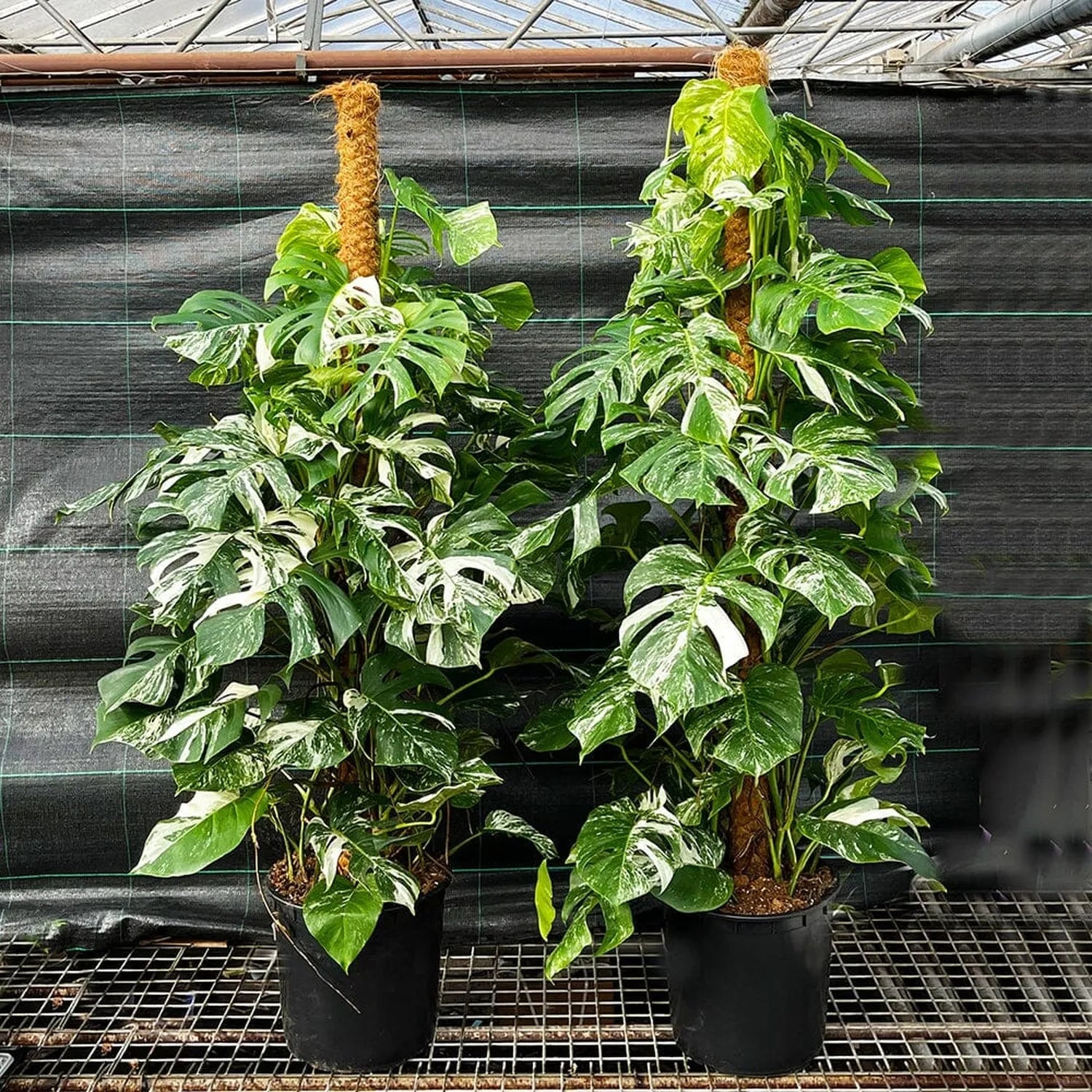 Variegated Monstera Albo Variegata Variegated Cheese Plant Pot House Plants