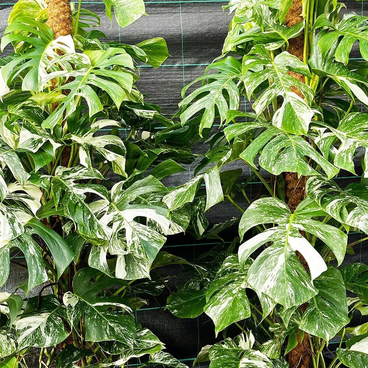 Variegated Monstera Albo Variegata Variegated Cheese Plant Pot House Plants