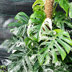 Variegated Monstera Albo Variegata Variegated Cheese Plant Pot House Plants