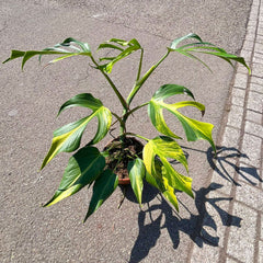 Variegated Burle Marx Flame Monstera House Plant 15cm Pot