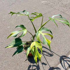 Variegated Burle Marx Flame Monstera House Plant 15cm Pot