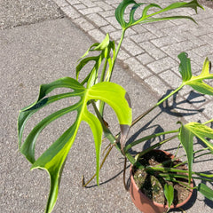 Variegated Burle Marx Flame Monstera House Plant 15cm Pot