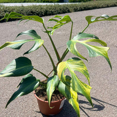 Variegated Burle Marx Flame Monstera House Plant 15cm Pot