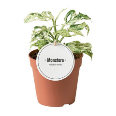 Rare Bundle - Monstera Obliqua, Pilea Mojito, Monstera Frozen Freckles & Monstera European Mint 12cm Pot House Plant
