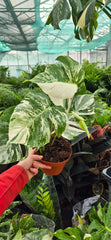 40 - 50cm Variegated Monstera Albo 17cm Pot House Plant (Choose Your Own)