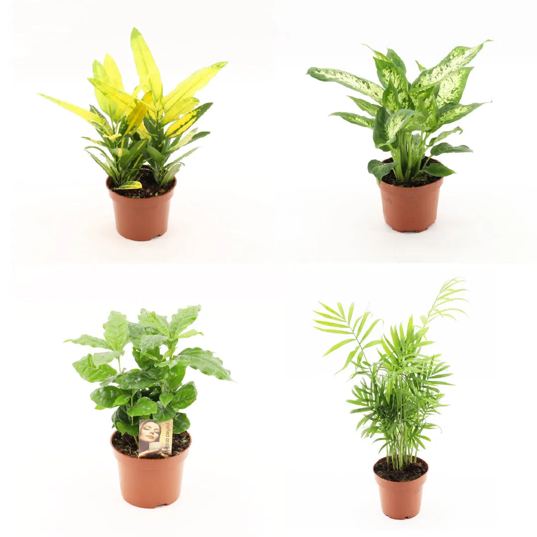 Wholesale Trolley Builder β Build Your Own Houseplant Display