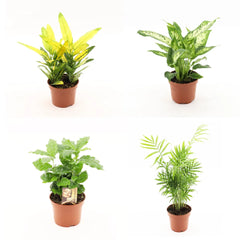 Wholesale Trolley Builder β Build Your Own Houseplant Display
