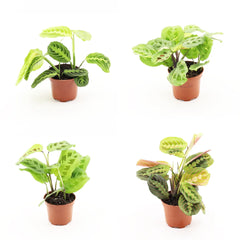 Wholesale Trolley Builder β Build Your Own Houseplant Display