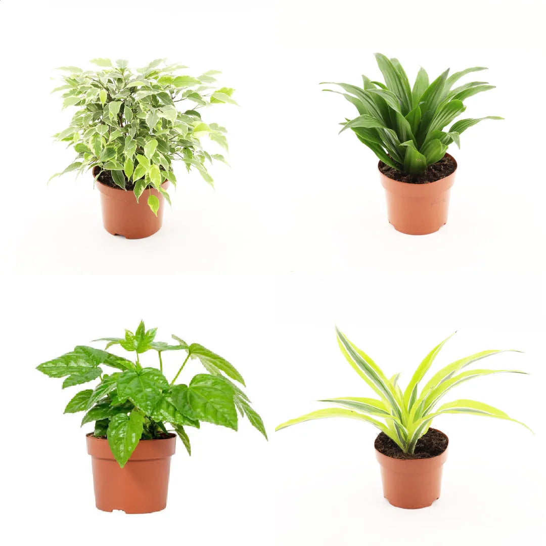 Wholesale Trolley Builder β Build Your Own Houseplant Display