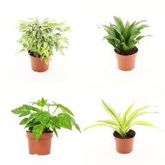 Wholesale Trolley Builder β Build Your Own Houseplant Display