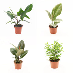 Wholesale Trolley Builder β Build Your Own Houseplant Display