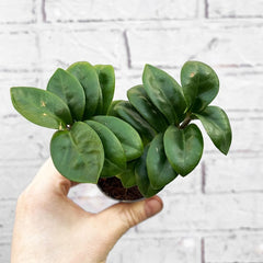 Zamioculcas Zamifolia ZZ House Plant 6cm Pot