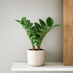 Zamioculcas Zamifolia ZZ House Plant 6cm Pot