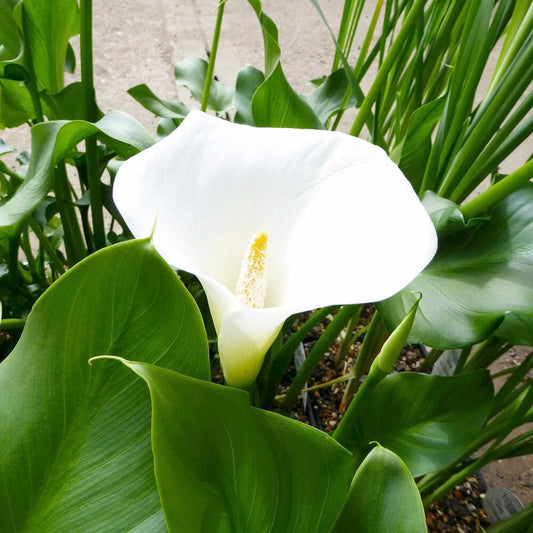 Zantedeschia Aethiopica Crowborough Aquatic Pond Plant - Arum Lily