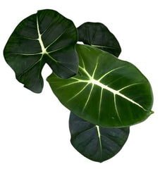 Alocasia Micholitziana Round Leaf 8cm Pot 15cm Height House Plant